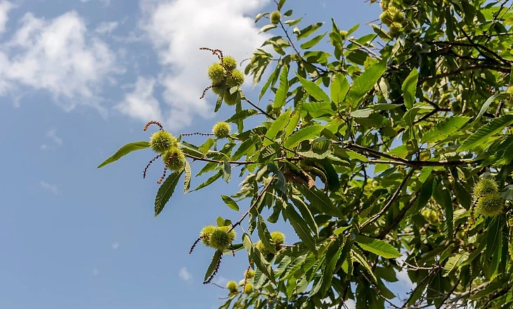 Envío y plantación de castaños