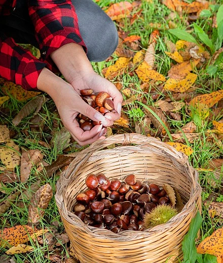 Más de 30 años cultivando castaños en Zamora