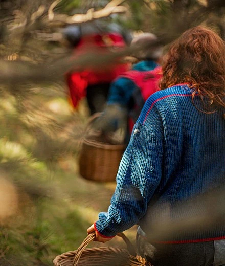 Más de 30 años cultivando castaños en Zamora